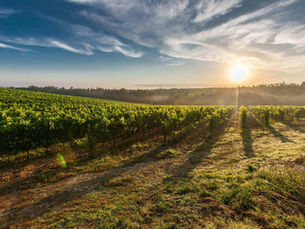 Golden morning light over the rolling hills and ancient vines of a Grand Cru vineyard in Burgundy, France.