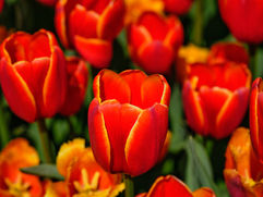 꽃지-튜울립 축제 (34).jpg