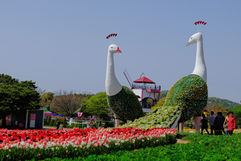 꽃지-튜울립 축제 (15).jpg