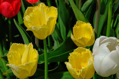 꽃지-튜울립 축제 (29).jpg