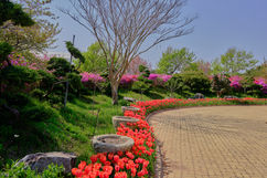 꽃지-튜울립 축제 (16).jpg