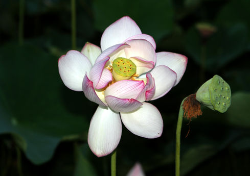 함안-연꽃축제011