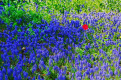 꽃지-튜울립 축제 (17).jpg