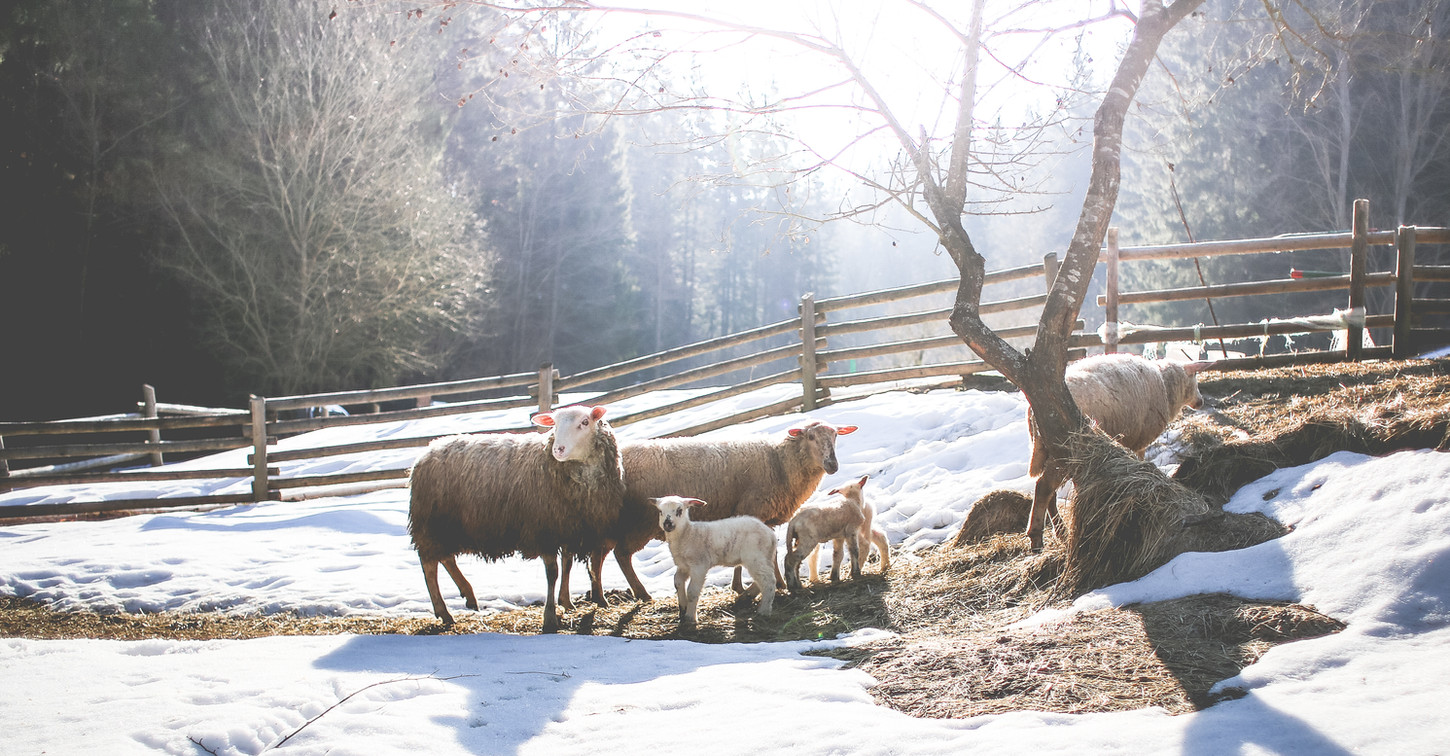 Home Dodge Veterinary Clinic Dodge Center, MN