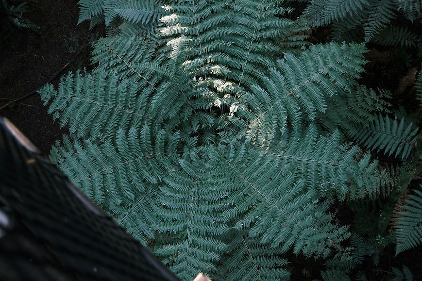 beaumont-yun-UTSUzWvJyrA-unsplash.jpg
