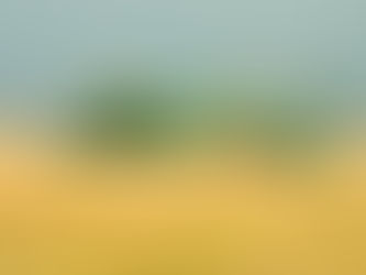 Turbulência nos Campos: Como as Chuvas no Rio Grande do Sul Impactam a Produção e os Preços do Arroz no Brasil"