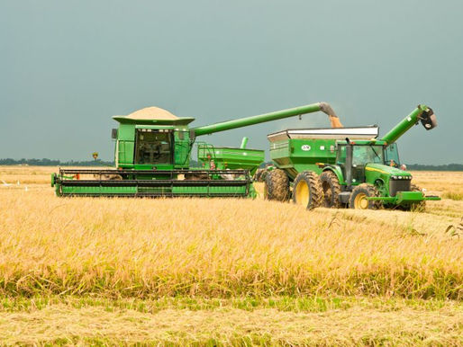 Turbulência nos Campos: Como as Chuvas no Rio Grande do Sul Impactam a Produção e os Preços do Arroz no Brasil"
