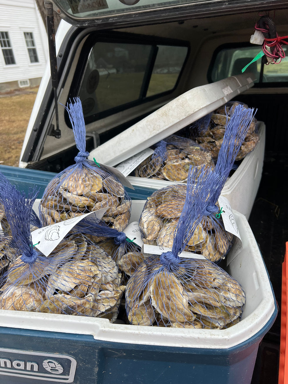 Oysters in the back of a truck headed off to market