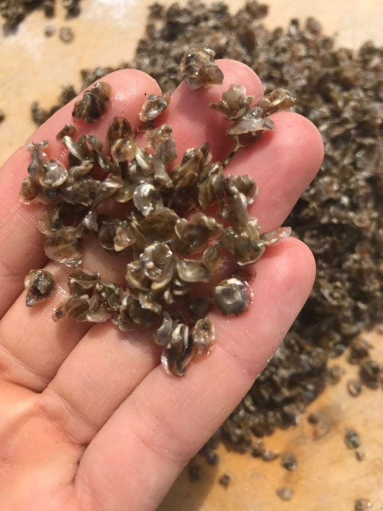 6/15/2020 oyster babies arrive, things are growing!