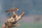AdobeStock_360145480.jpeg