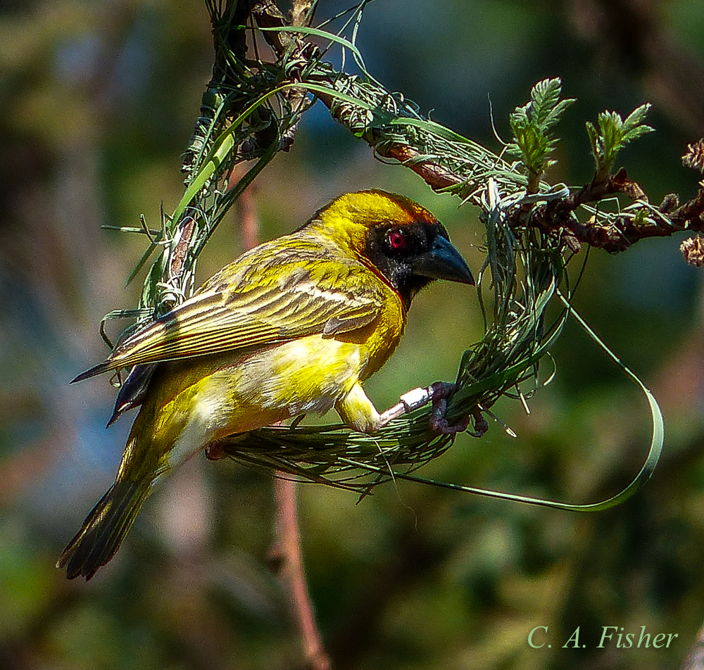 Southern Masked Weaver
