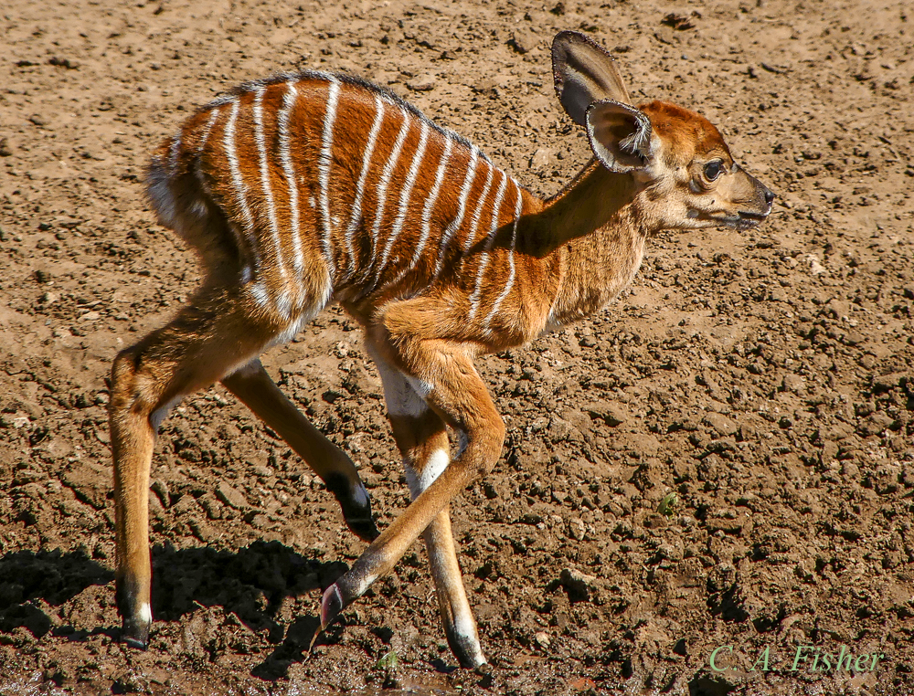 Baby Nyala