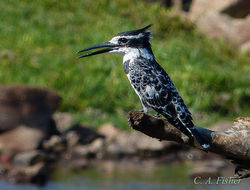 Pied Kingfisher