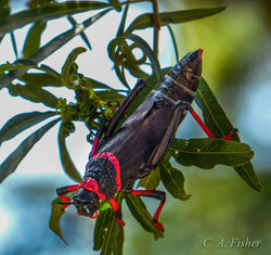 South African Bush Locust