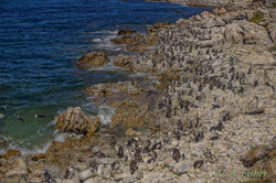 African Penguin Colony