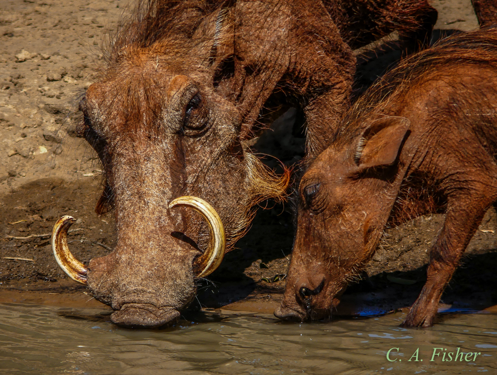 Warthog Family