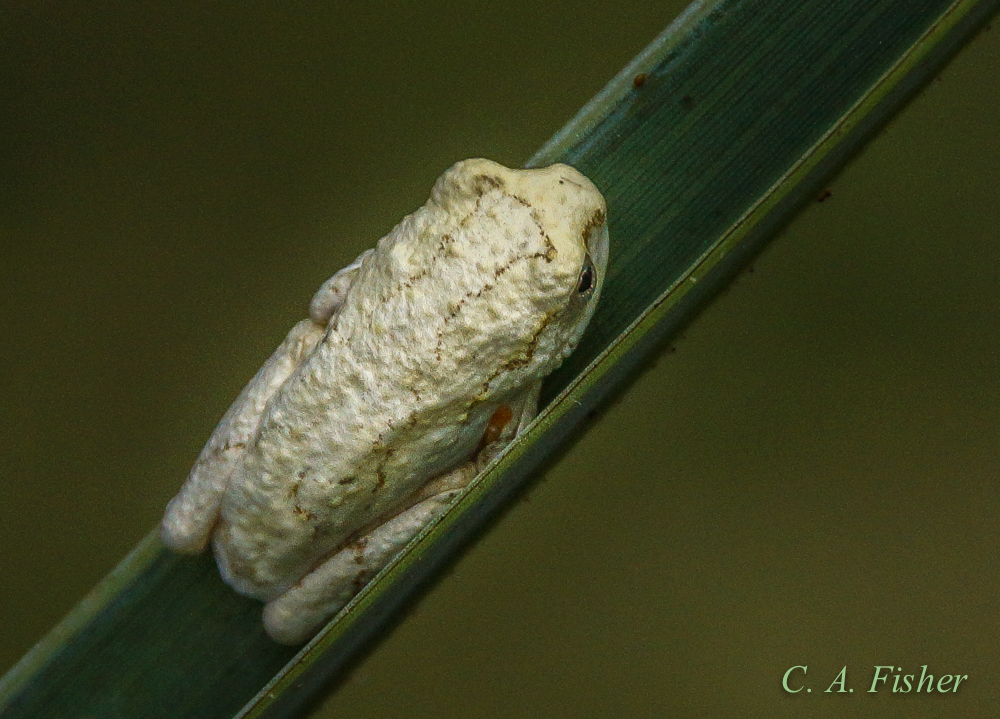 Tiny Frog on Blade of Grass