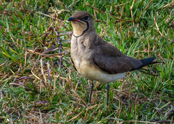 Black-winged Pratincole