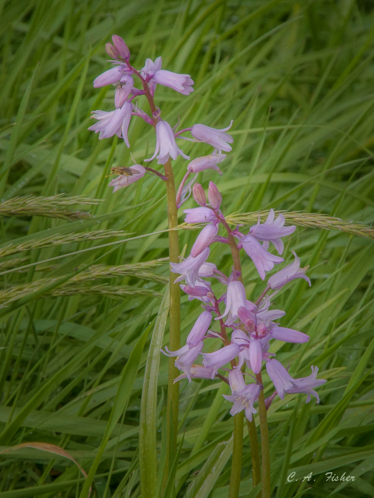 Pink Wildflower