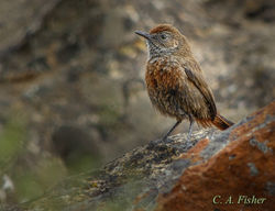 Cinnamon-breasted Warbler