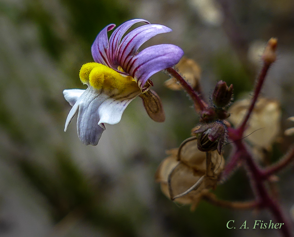 Common Wild Nemesia?