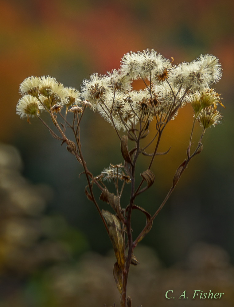 Dried Flowers in Windham Field