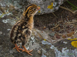 Cape Spurfowl Lost Chick