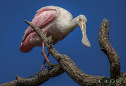 Roseate Spoonbill on Branch