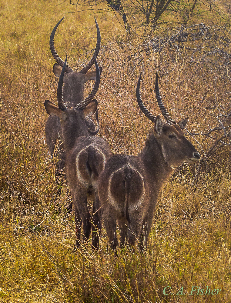Waterbuck Antelope