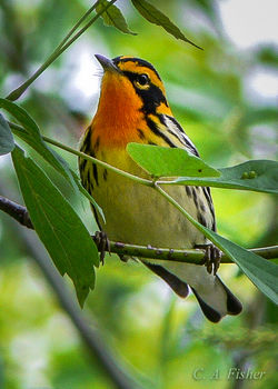 Blackburnian Warbler