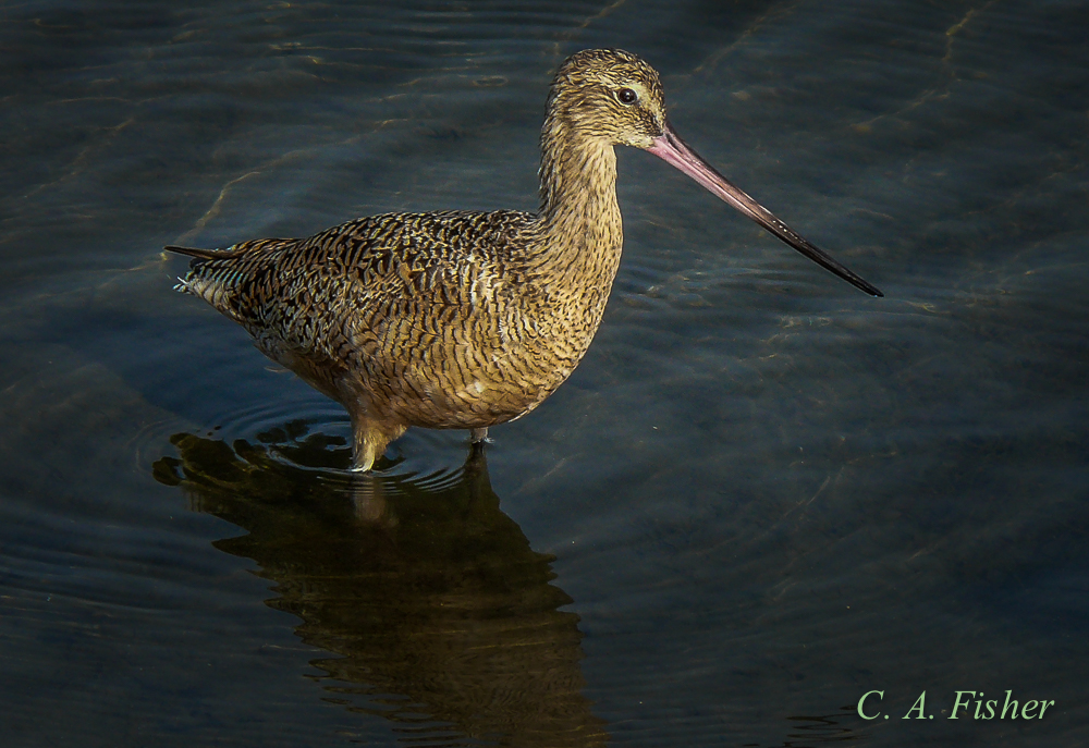 Marbled Godwit