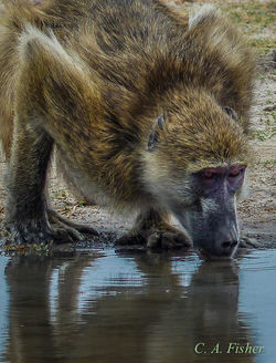 Chacma Baboon Drinking