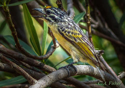 Yellow Fronted Tinkerbird