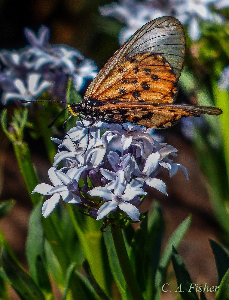 Garden Acraea Butterfly