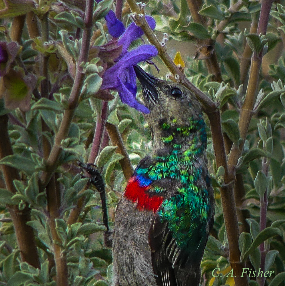 Southern Double-collared Sunbird