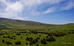 Irish Fields from Feystown Rd.