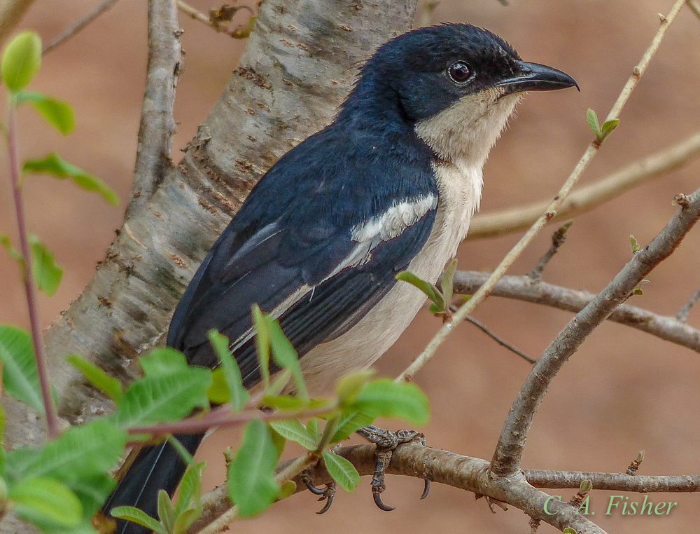 Southern Boubou
