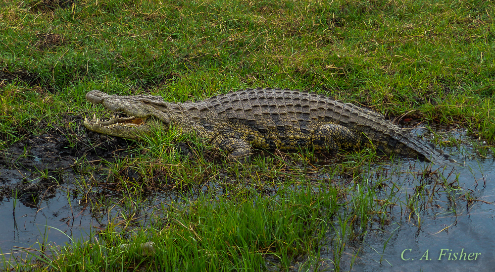 Nile Crocodile