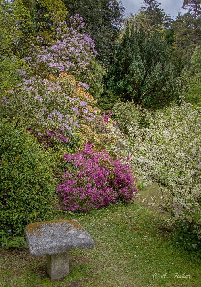 Spring Bushes