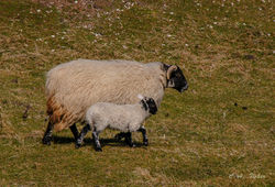 Black-faced Sheep by the Road