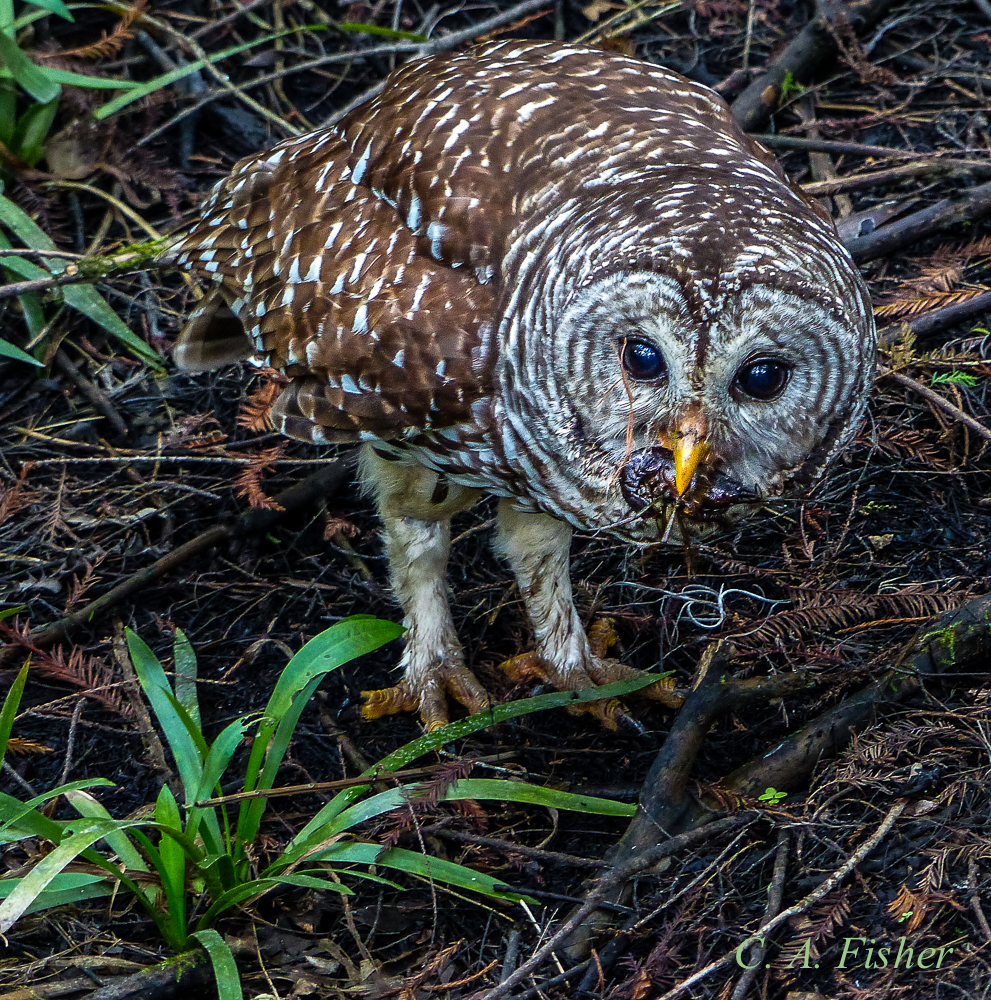 Barred Owl with Scorpian