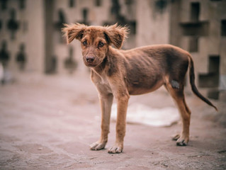 Violence Against Animals - Report, Report, Report!