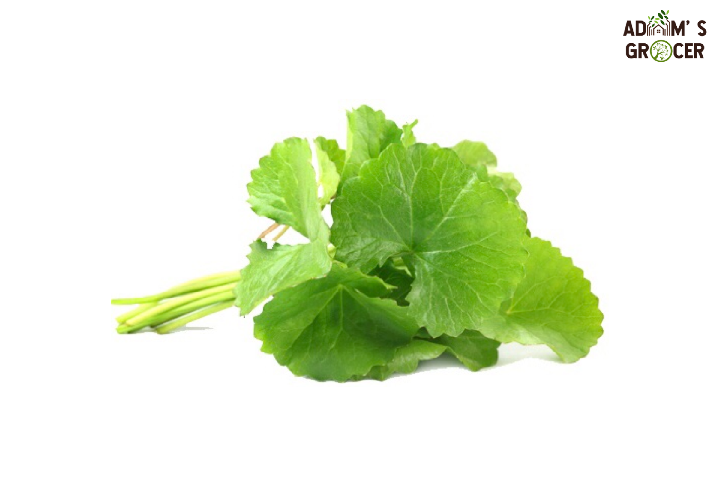 Pucuk Pegaga (1 Ikat)