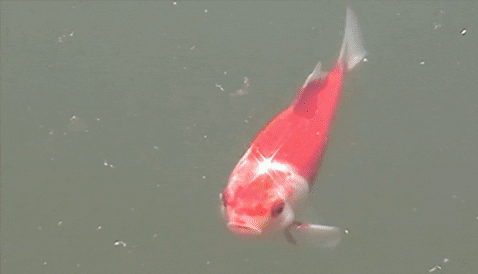 GIF 1.gif