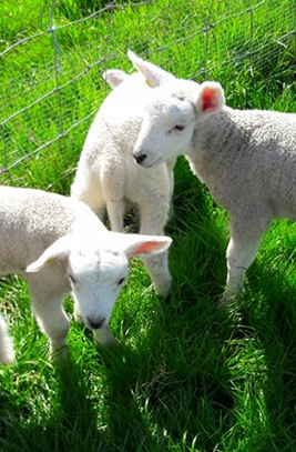 new sheep.PNG