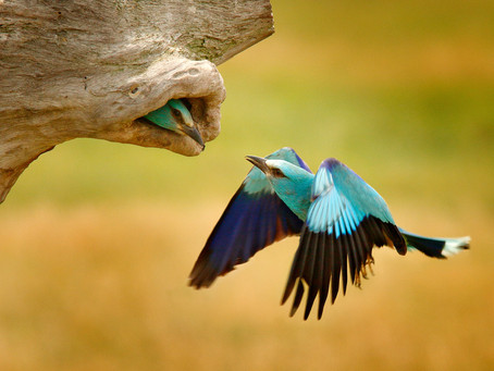 The Bluebird Story