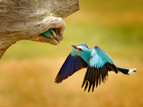 A blue bird flying to a hole in a tree greeted by another bird in the hole.
