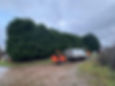 Tree surgeons at work