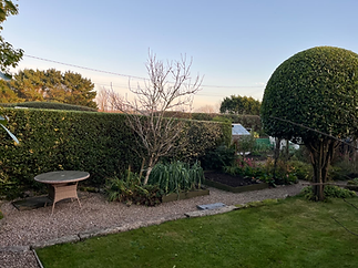 newly cut hedge