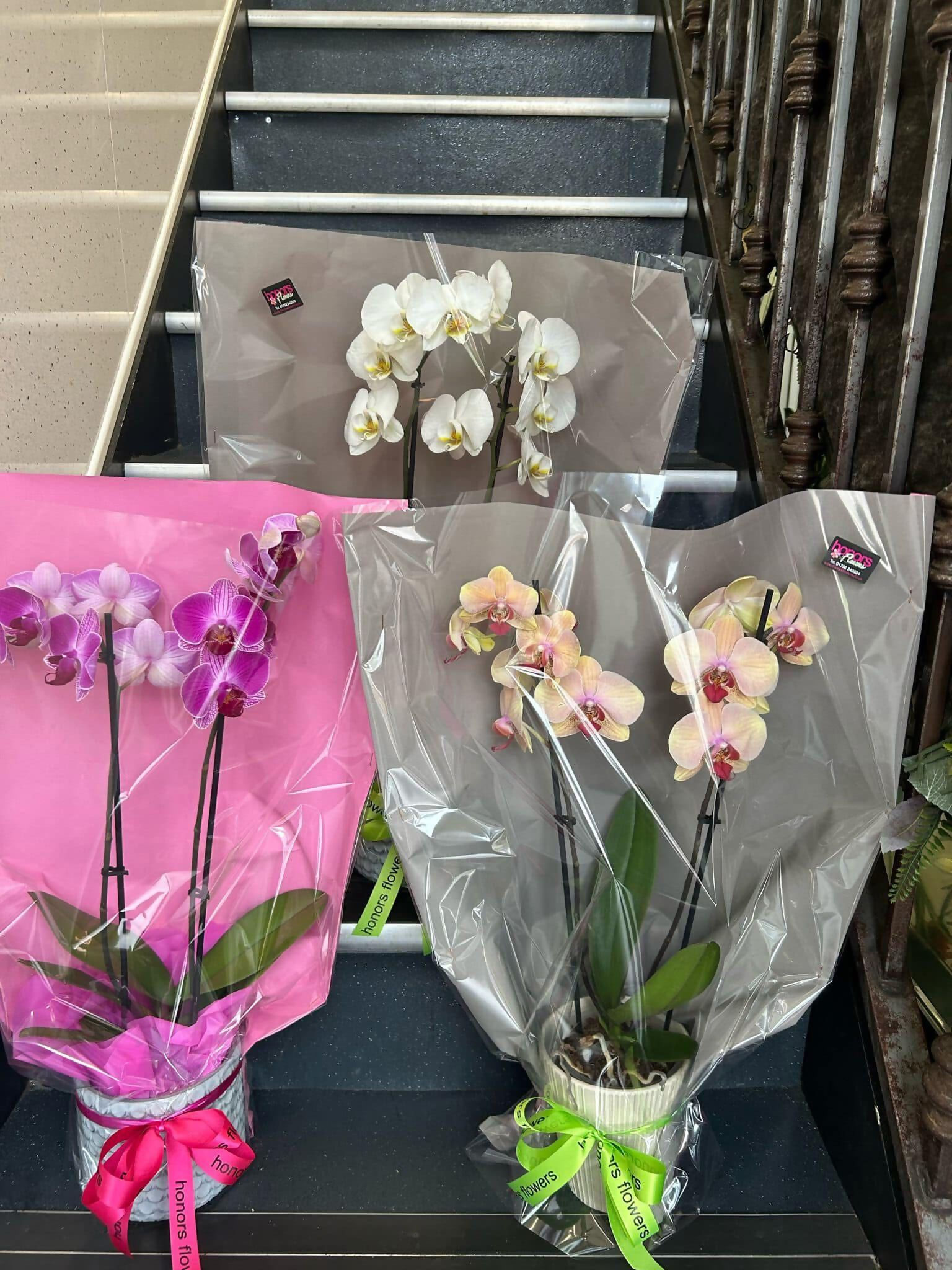 floral orchid gift wrapped